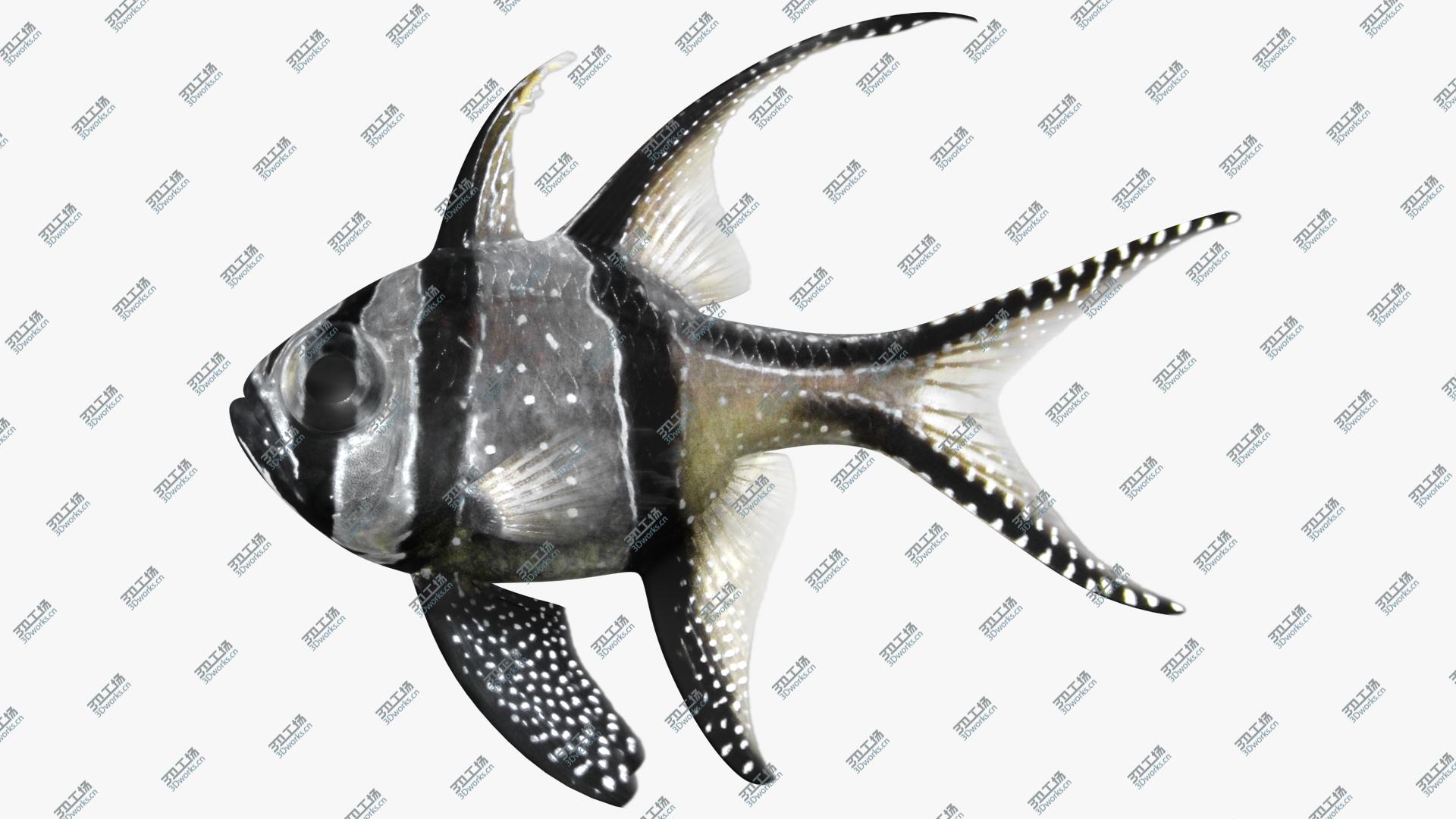 images/goods_img/202104021/3D model Saltwater Fish Collection/2.jpg